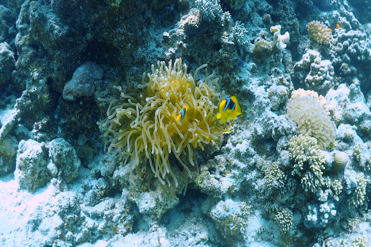 El Fanadir Reef